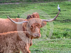 Highland cow