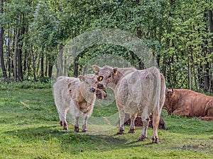 Highland cow