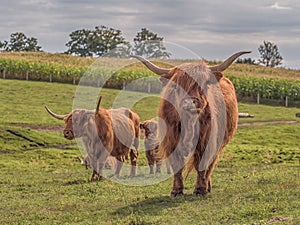 Highland cow