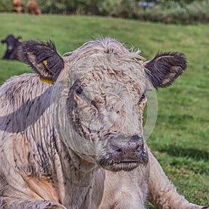 Highland cow