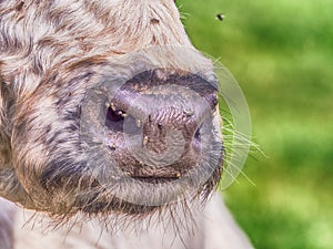 Highland cow