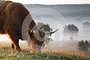 Highland cow