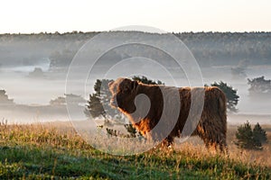 Highland cow