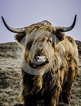 Highland Cow