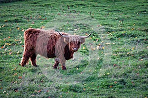 Highland Cow