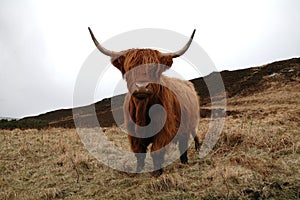 Highland Cow