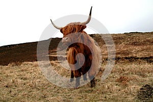 Highland Cow