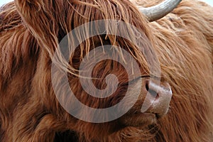 Highland Cow