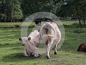 Highland cow