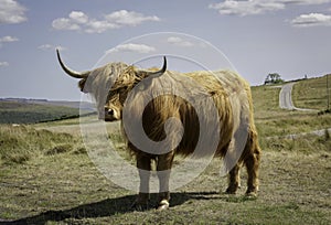 The Highland cow