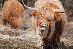 Highland cow