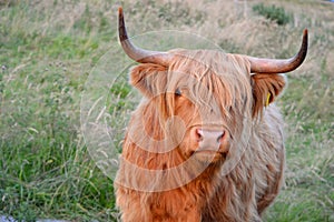 Highland Cow