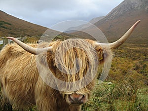Highland Cow