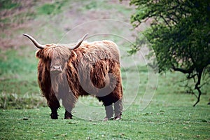 Highland cow,