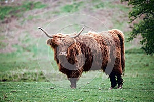 Highland cow,
