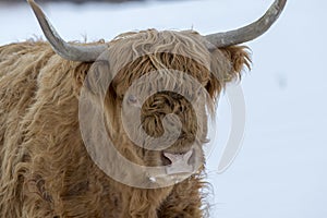 Highland cow, bos taurus, coo, cattle, young and female foraging in snow covered field within the cairngorms national park, scotla