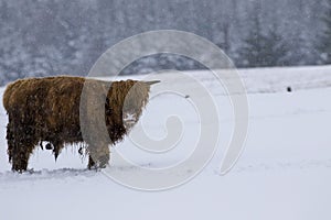 Highland cow, bos taurus, coo, cattle, young and female foraging in snow covered field within the cairngorms national park, scotla