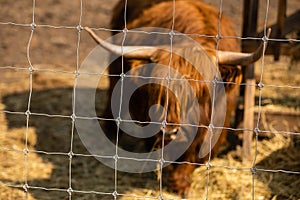 Highland cow brown in a cage.