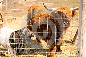 Highland cow brown in a cage.