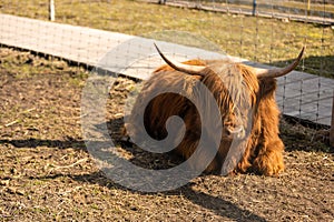 Highland cow brown in a cage.