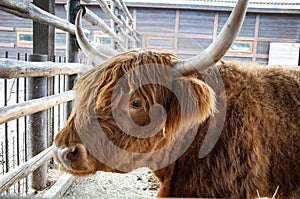 Highland cow bull. Wild animal and wildlife. Animal in zoo. Highland cow bull in zoo park. Wildlife and fauna. Zoology photo