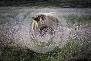 Highland cow calf