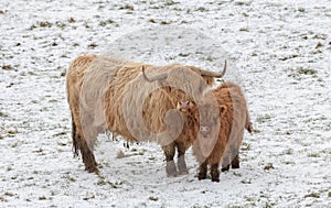 Highland Cow and Calf