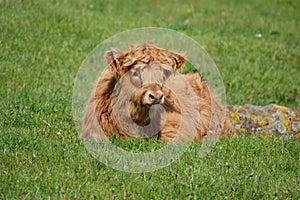 Highland cow calf sitting in field