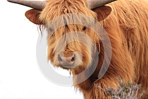 Highland cow cattle portrait looking