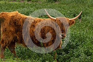 Highland Cow in Chino California