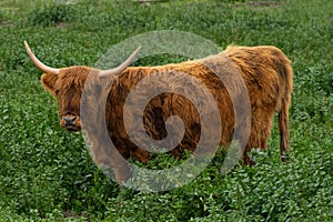 Highland Cow in Chino California