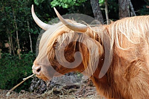 Highland cow