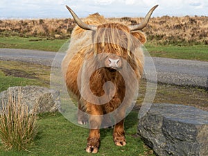 Highland cow on Exmoor, Devon, UK.