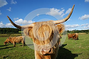 Highland cow face in farm in scottland