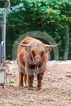 Highland cow in a farm