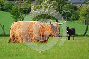 Highland cow on farm in Scotland