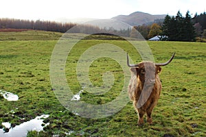 Highland Cow in field