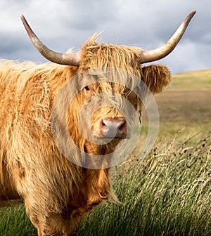 Highland Cow