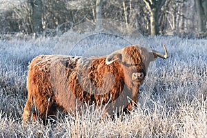 Highland Cow in frozen wilderness