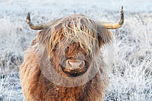 Highland Cow in frozen wilderness