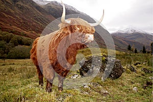 Highland cow in a Glen Coe, Scotland photo