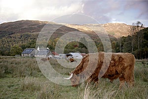 Highland cow in a Glen Coe, Scotland photo