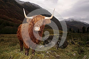 Highland cow in a Glen Coe, Scotland