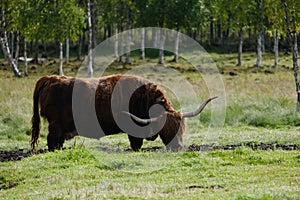 Highland Cow Gracing on a Field 2