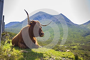 A Highland cow grazes in a pasture