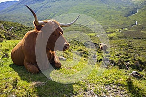 A Highland cow grazes in a pasture