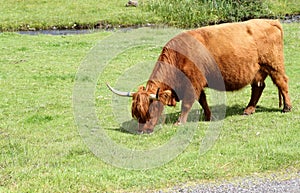 Highland cow grazing