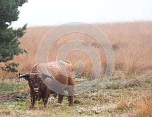 Highland cow grazing in a dutch forest