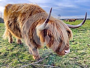 Highland cow grazing in field meadow