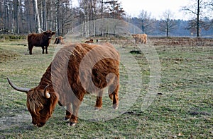 Highland cow grazing in the foreground